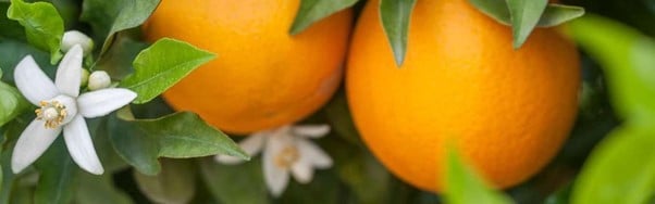 Ingrédient Ushuaia Fleur d'Oranger