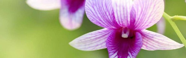 Ingrédient Ushuaia Orchidée du Mexique
